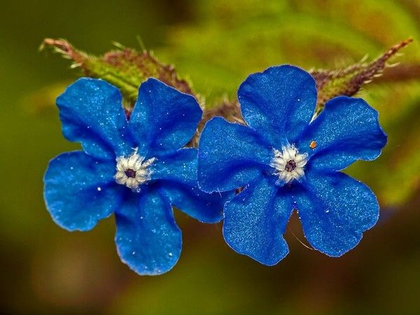 fleurs